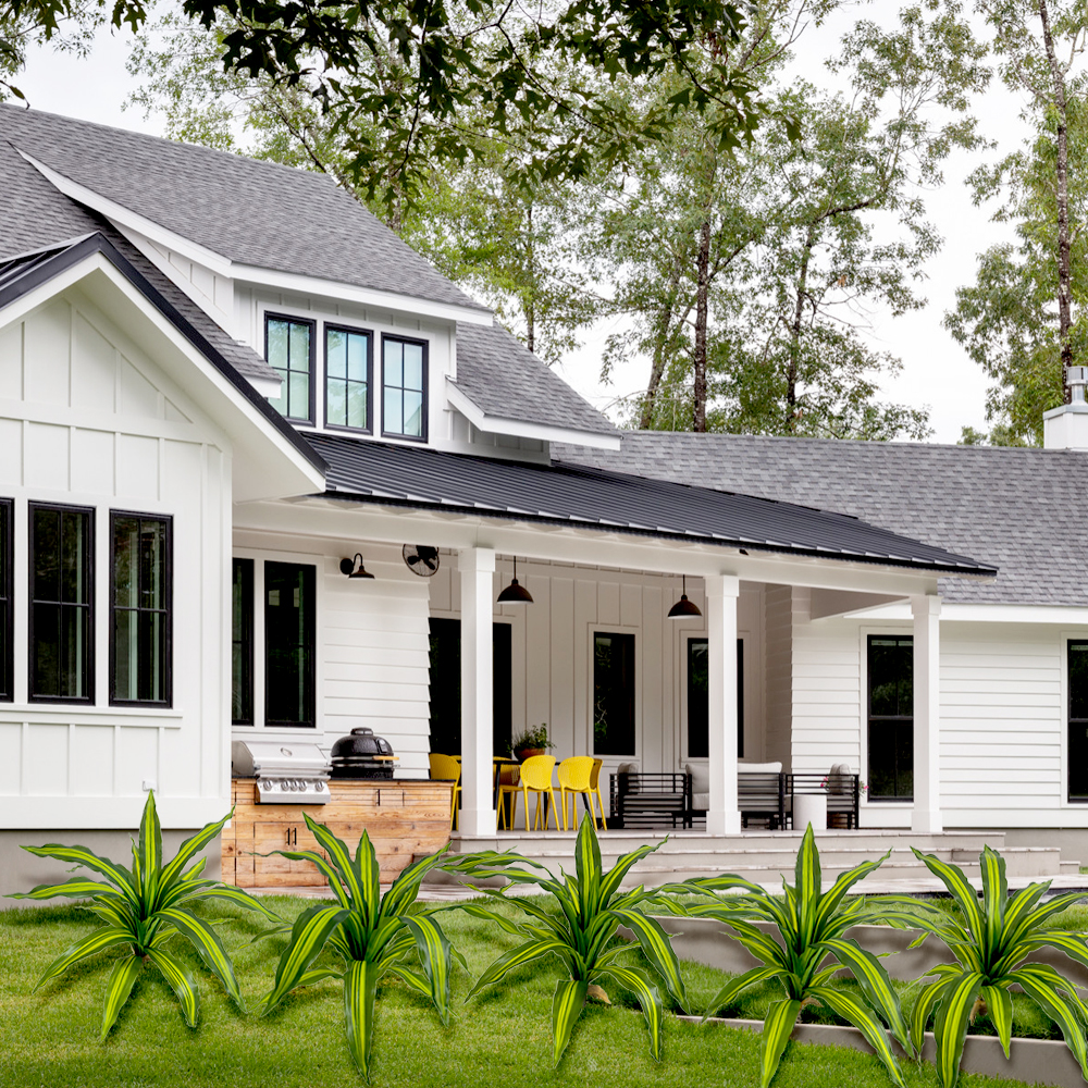 9 Plants Brazil Wood