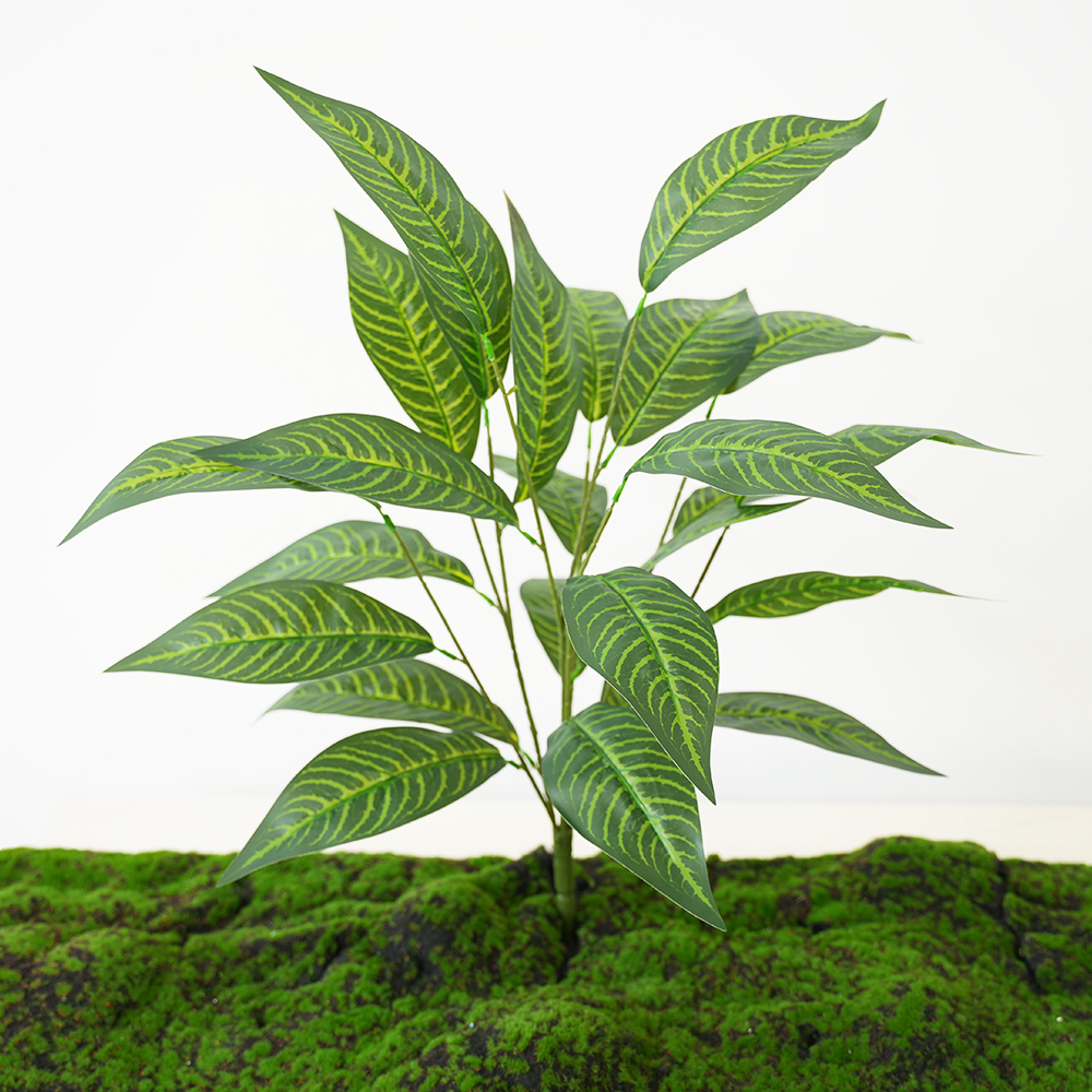 Green plant Brazilian taro leaves