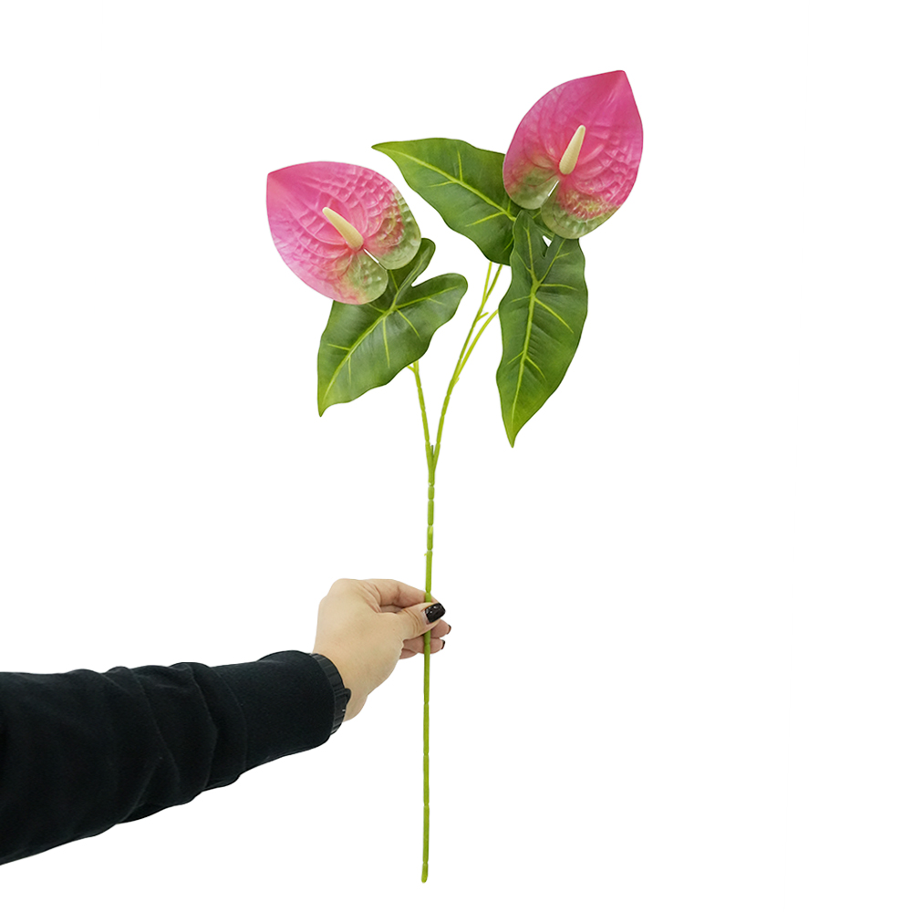 both ends Anthurium