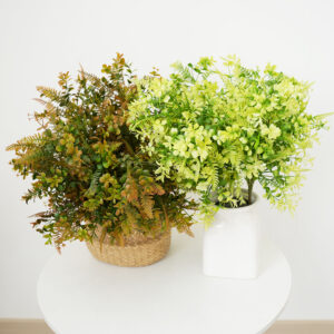 succulent plant Eucalyptus