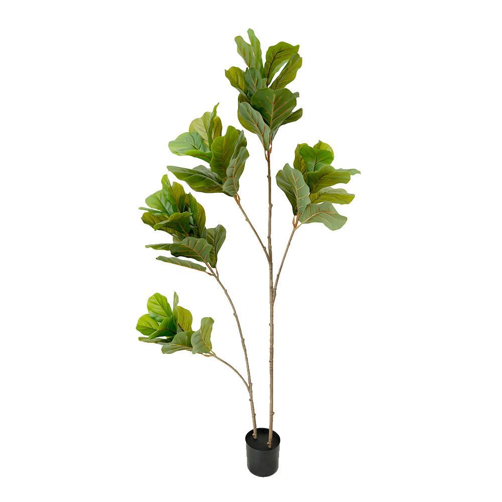 artificial tropical tree Ficus mandshurica