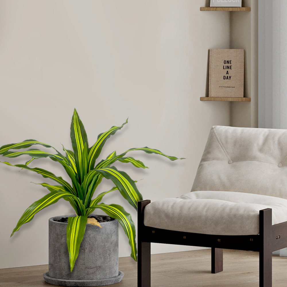 9 Plants Brazil Wood