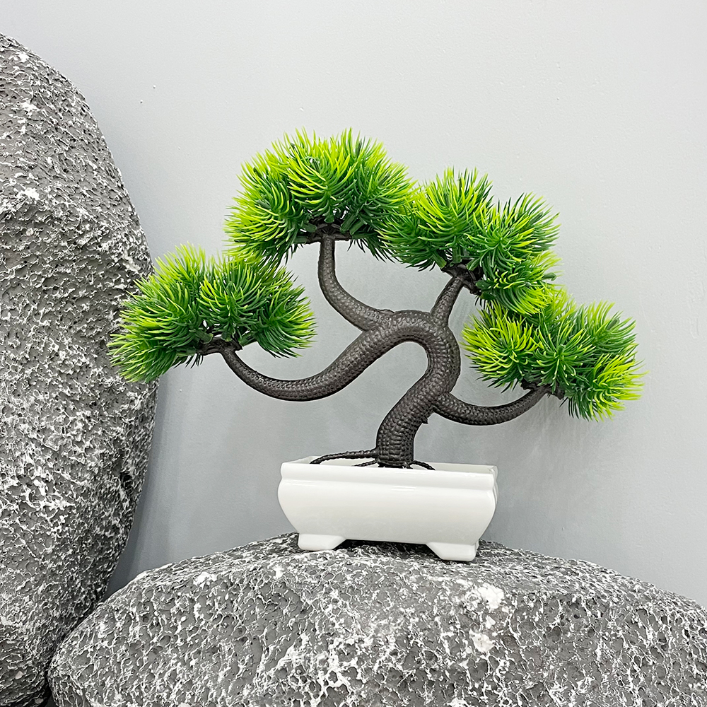 1 Small Pine Tree Potted