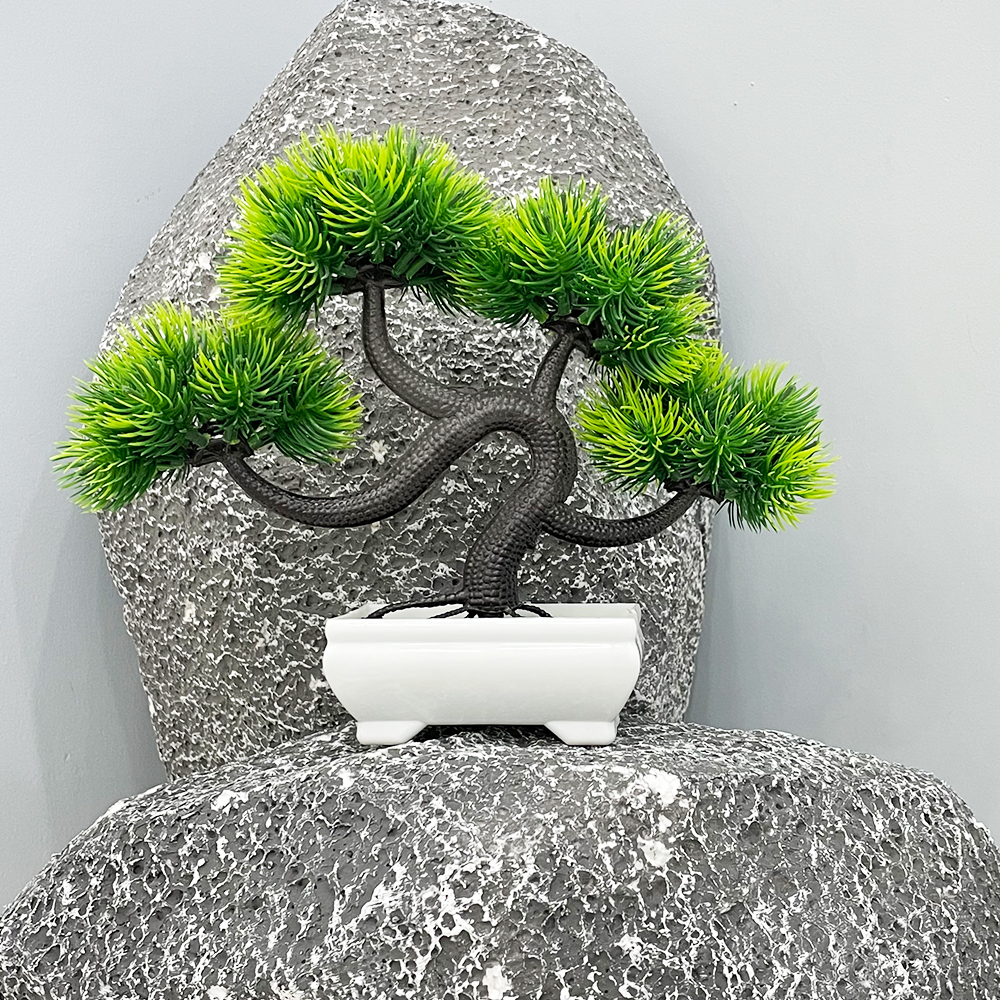 1 Small Pine Tree Potted