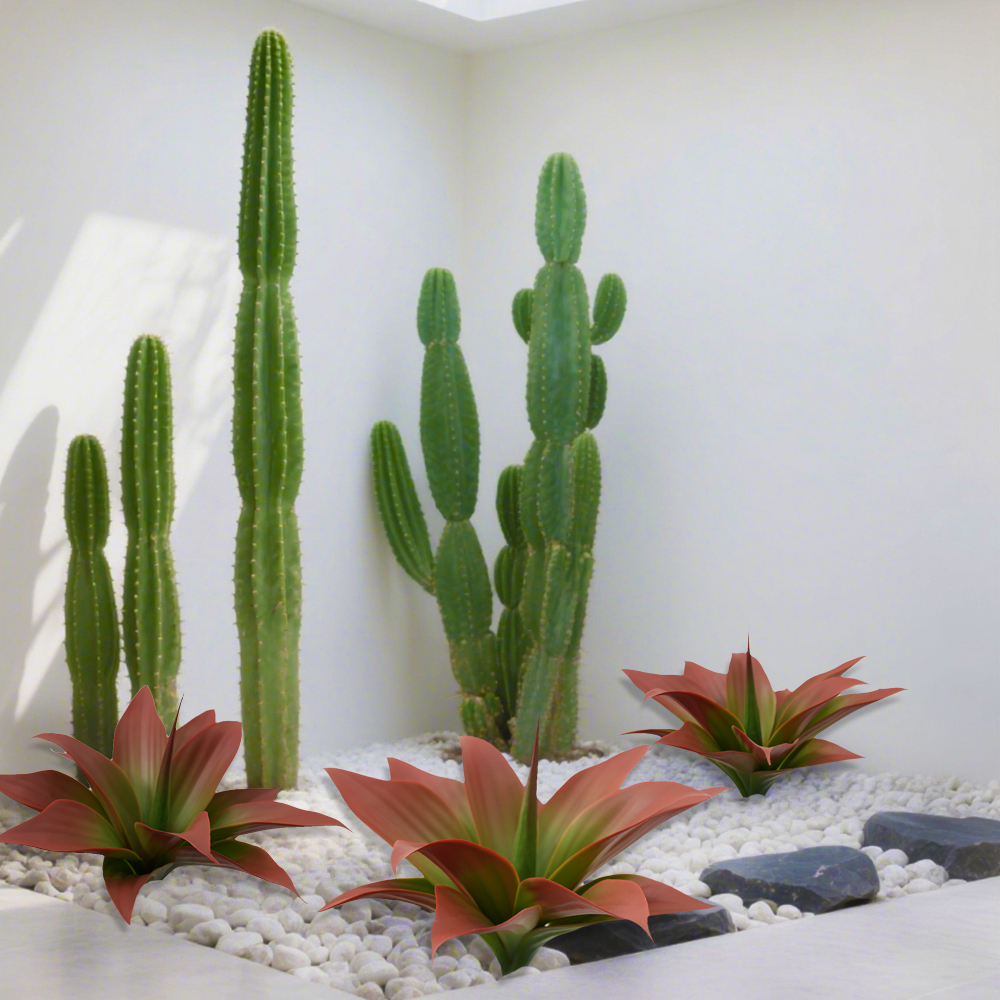 agave plants