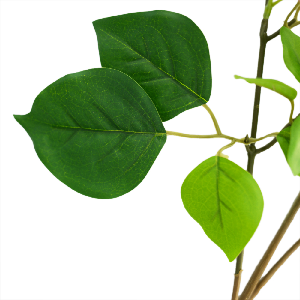 3-horned flower