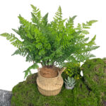 simulation of green plants