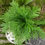 Artificial FernTropical