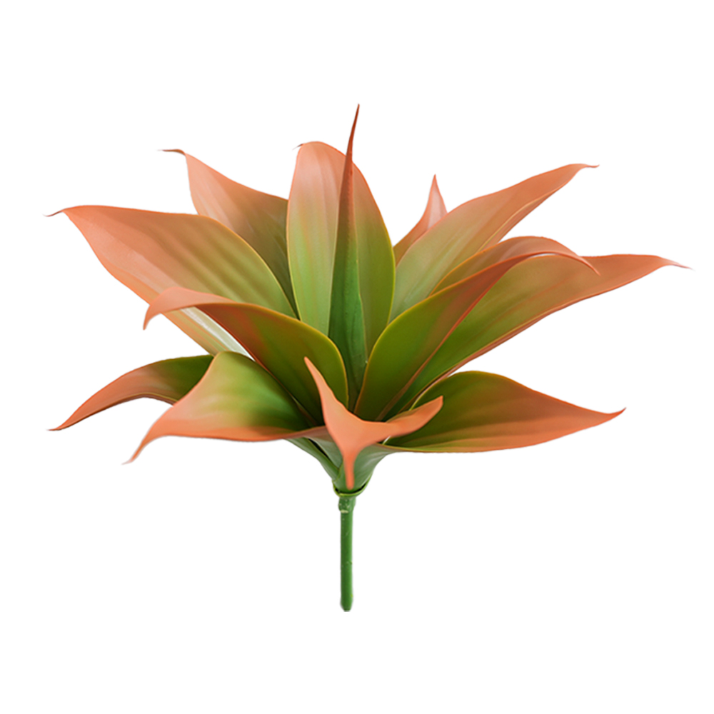 agave plants
