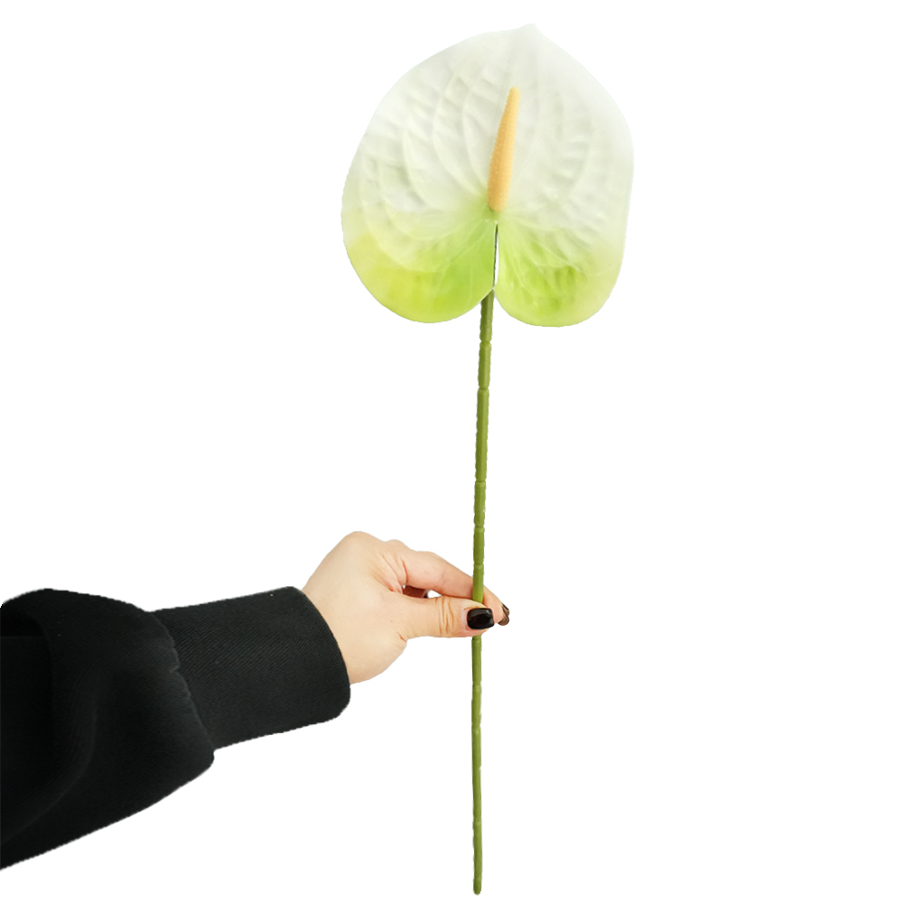 Anthurium Leaves