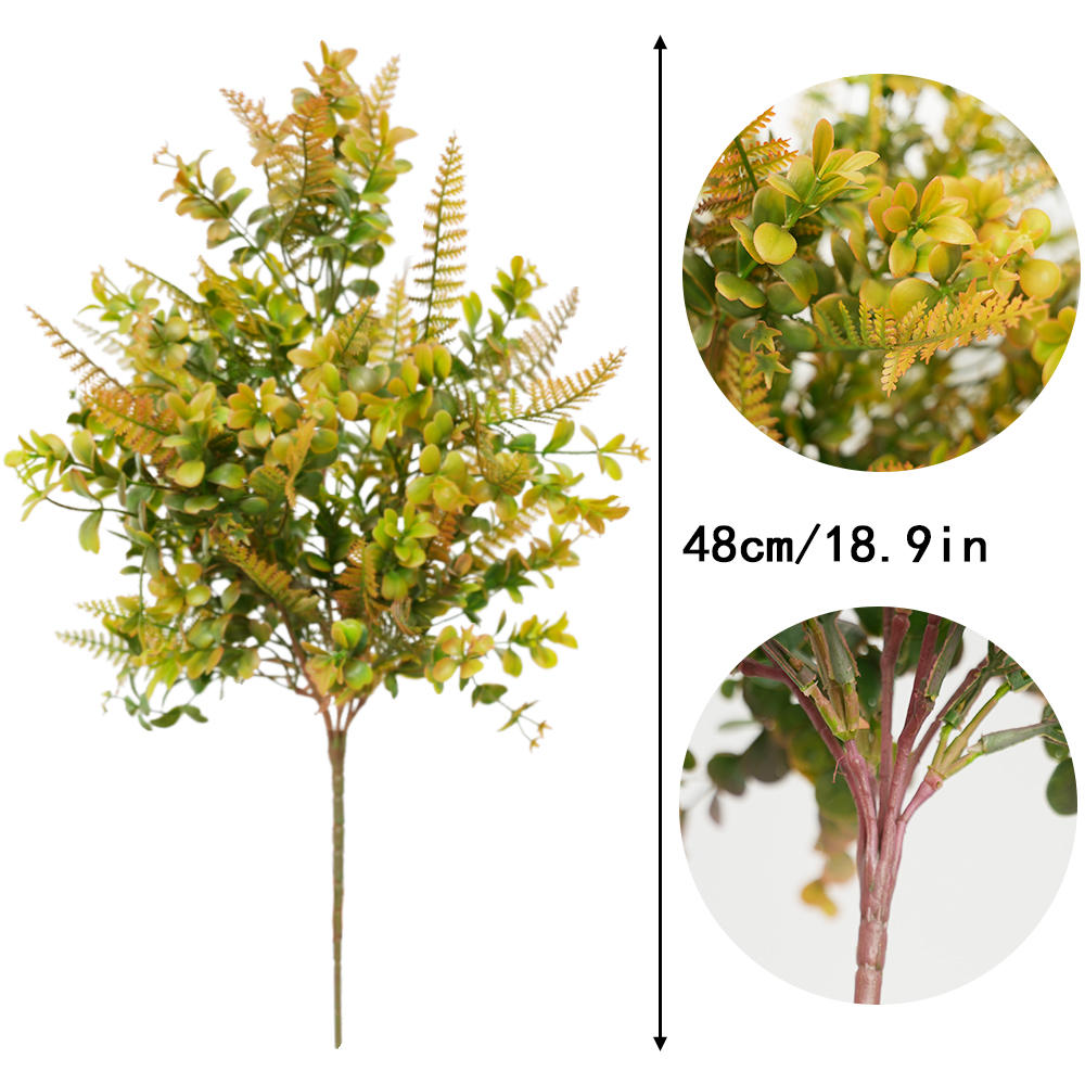 succulent plant Eucalyptus