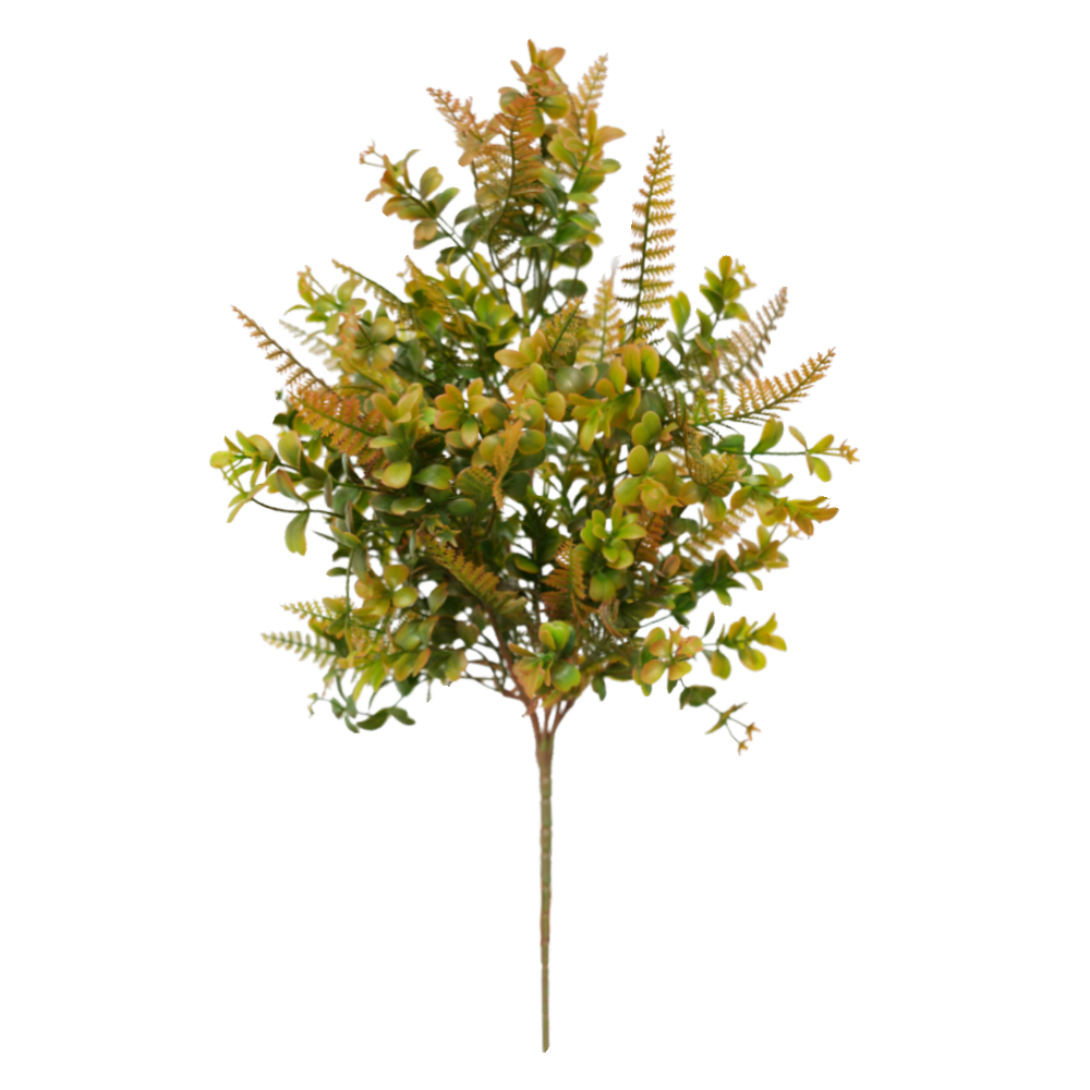 succulent plant Eucalyptus