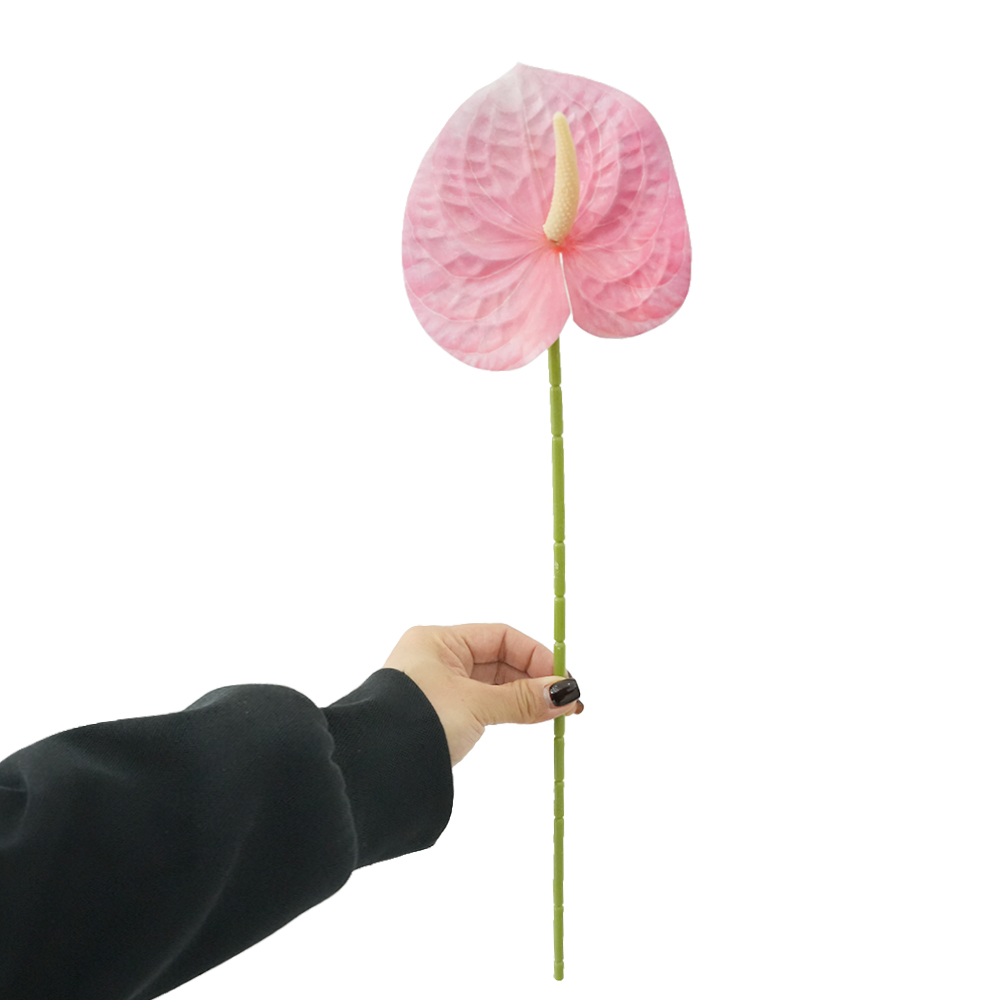 Anthurium Leaves