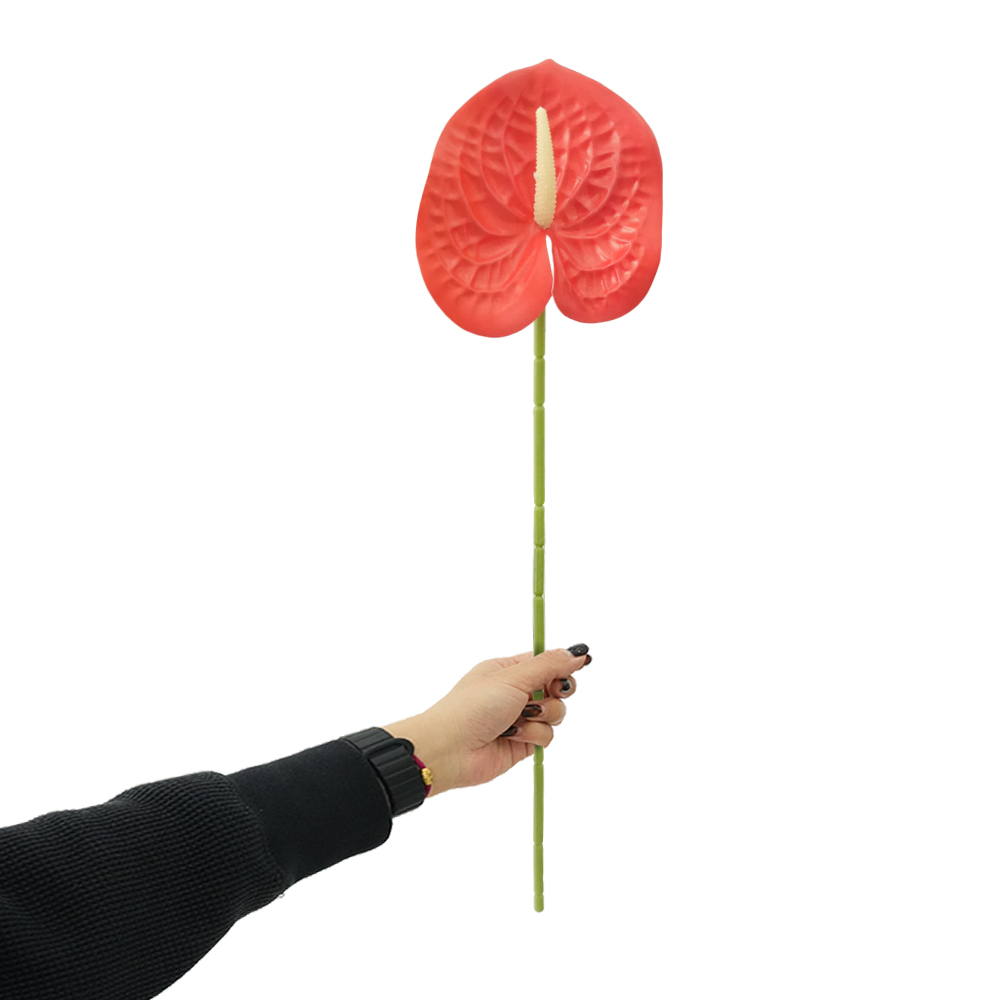 Anthurium Leaves