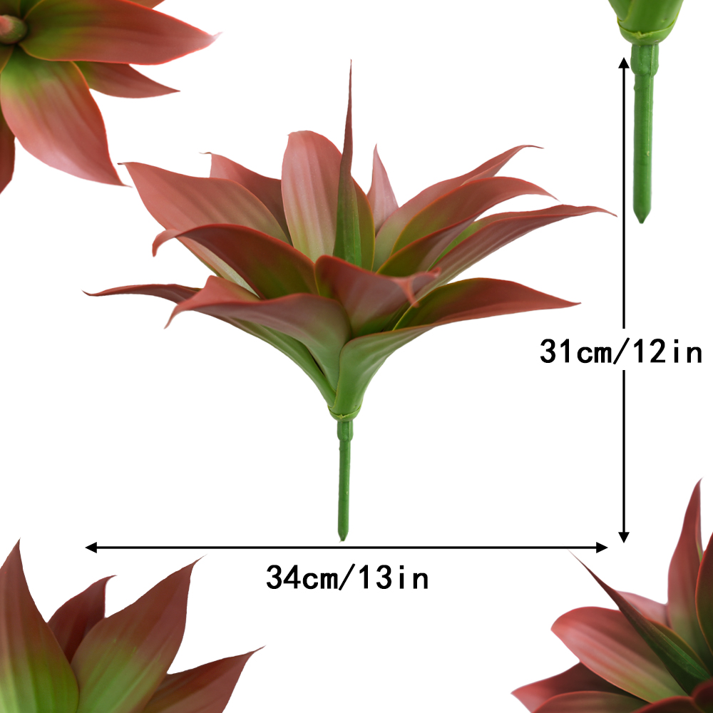 agave plants