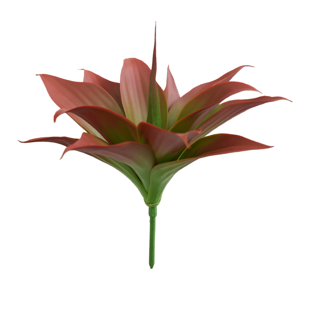 agave plants