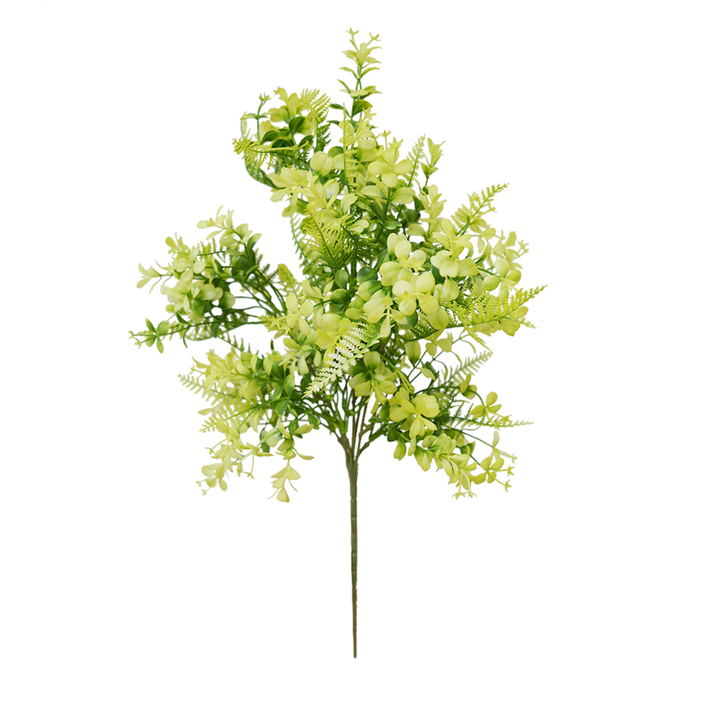 succulent plant Eucalyptus