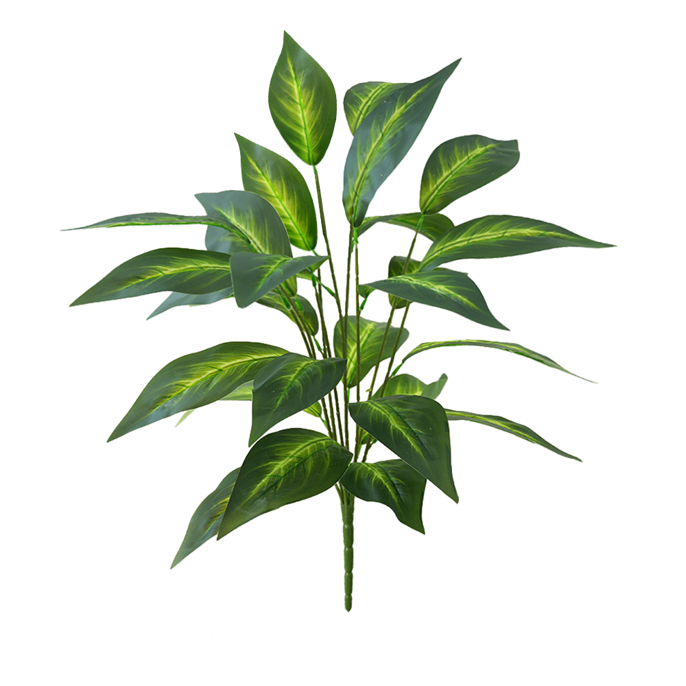 Green plant Brazilian taro leaves