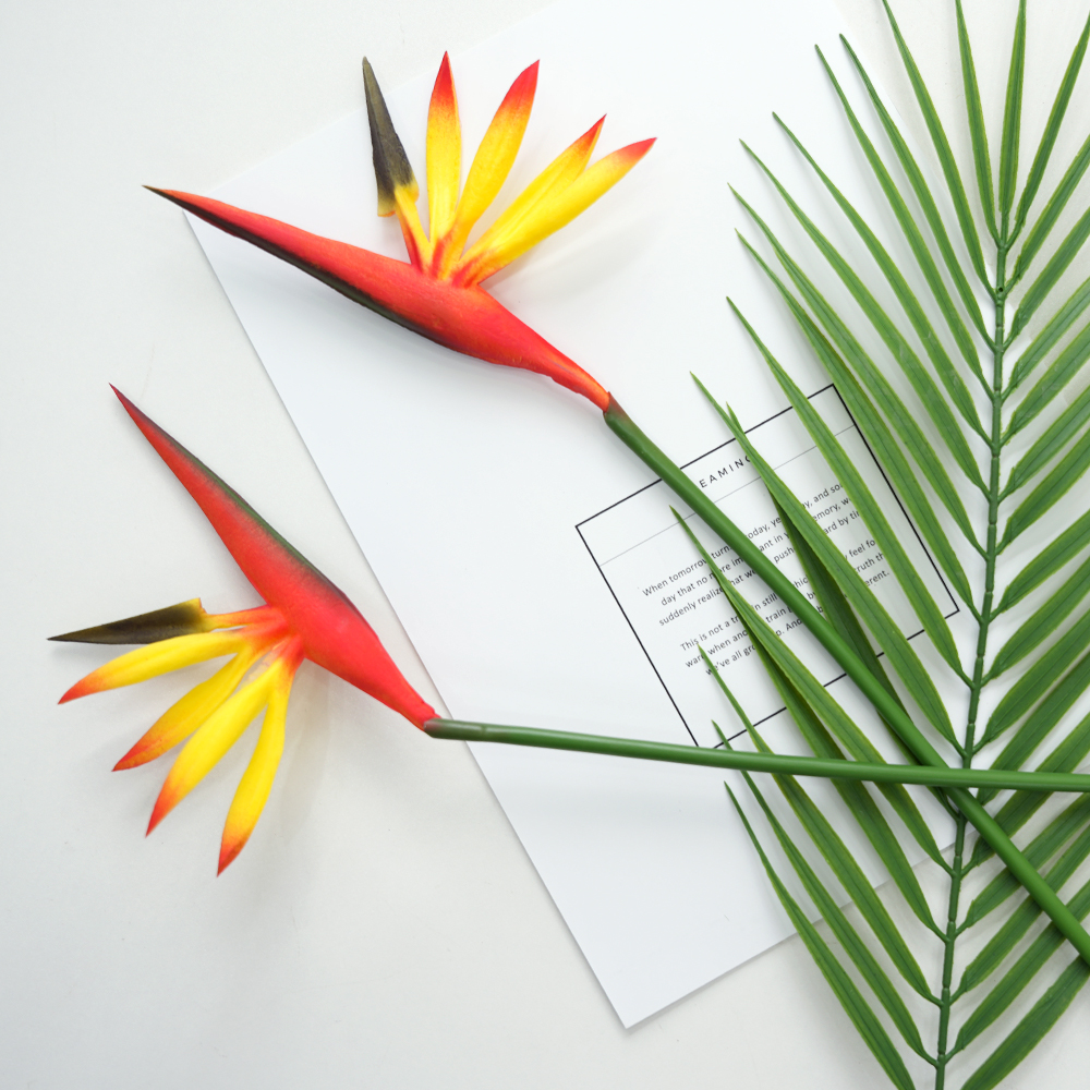 simulation Birds Of Paradise