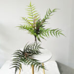 golden monkey head fern