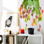 Artificial Pitcher Plants