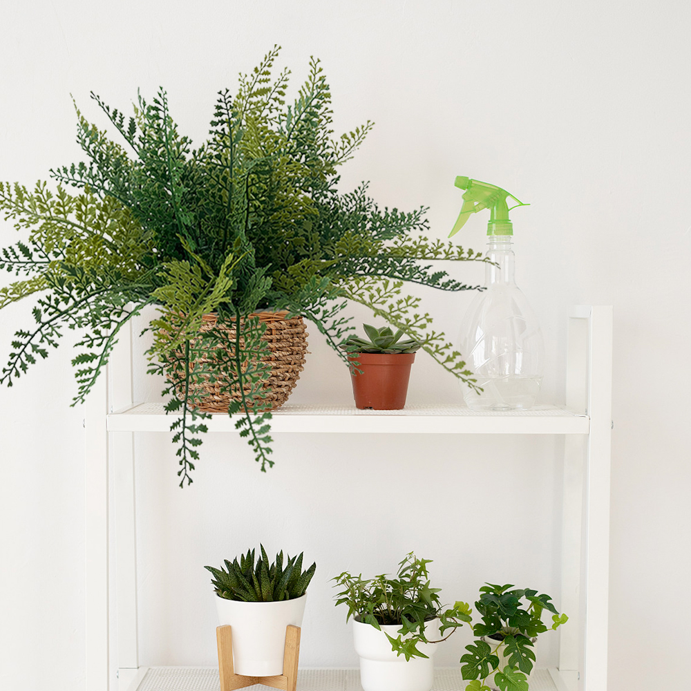 Adiantum aquatic