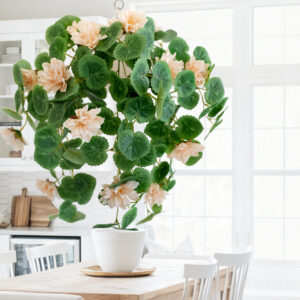 begonia plants