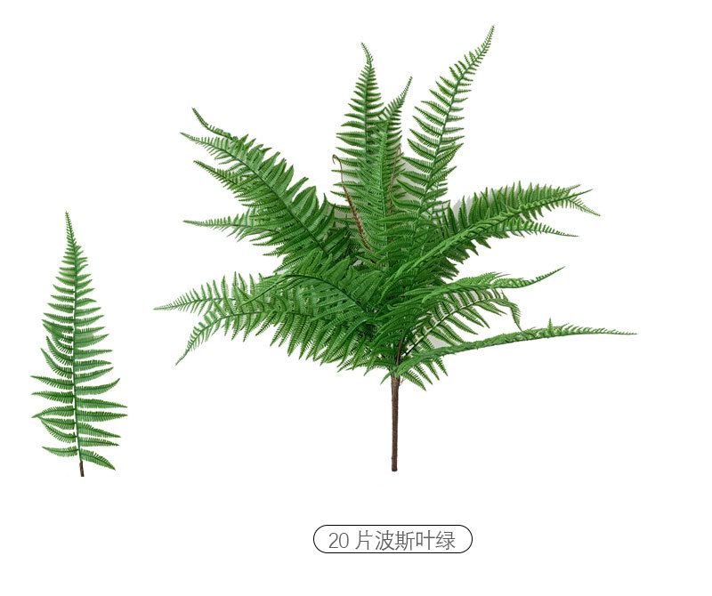 Persian Fern Leaves