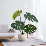 Plant Turtle-back Leaf