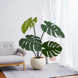 Plant Turtle-back Leaf