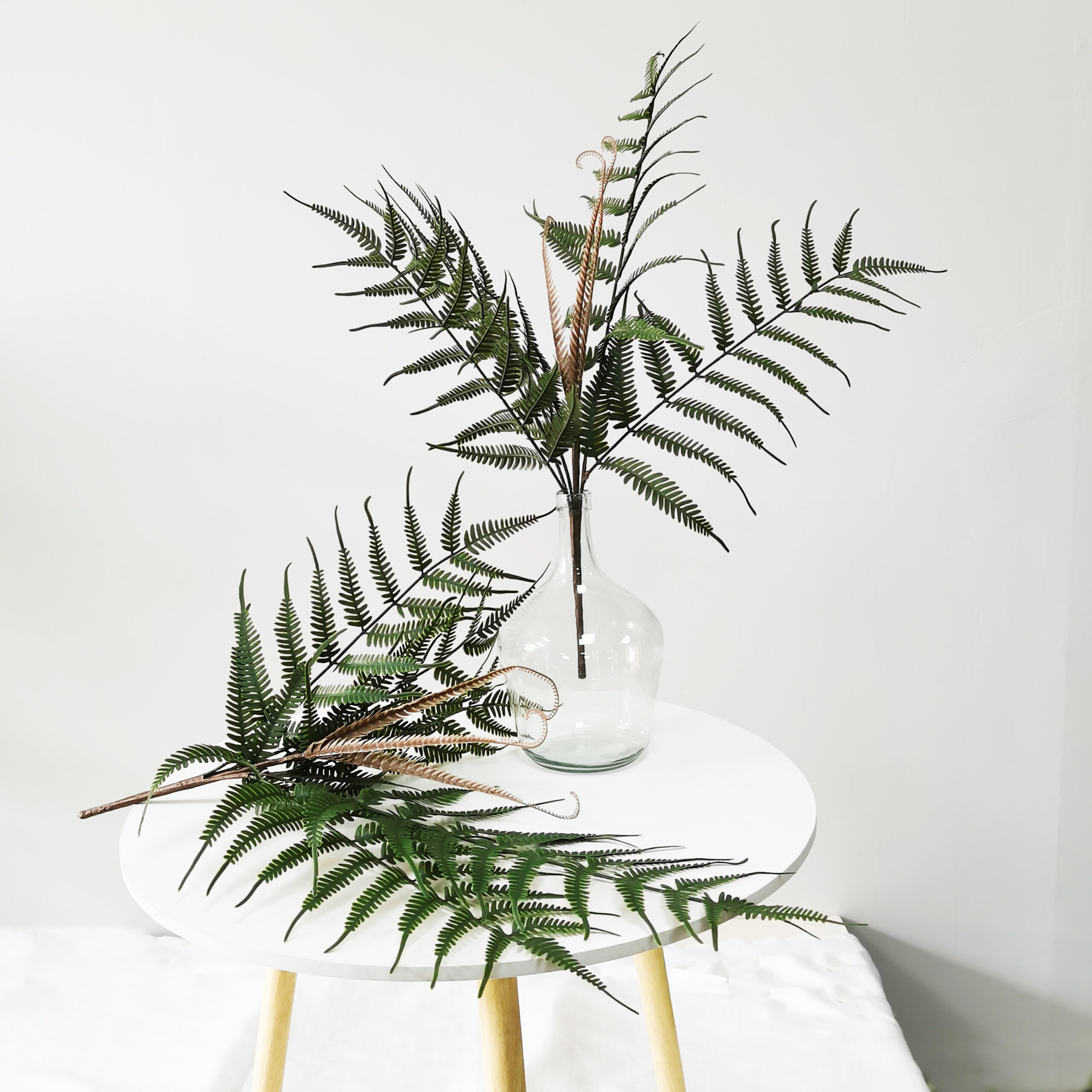 golden monkey head fern