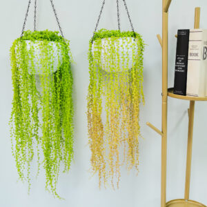 Lover Tears Succulents