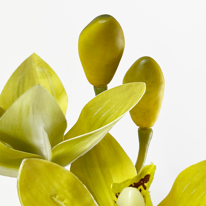 1 Simulation Cymbidium