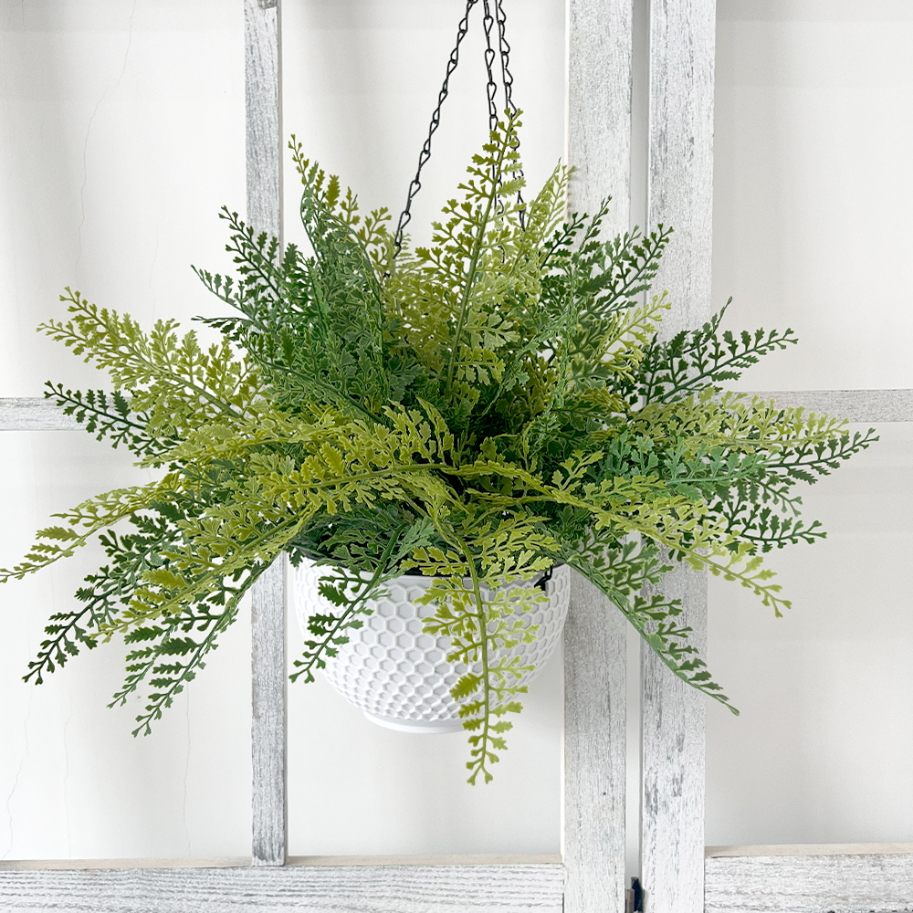 6 Adiantum aquatic