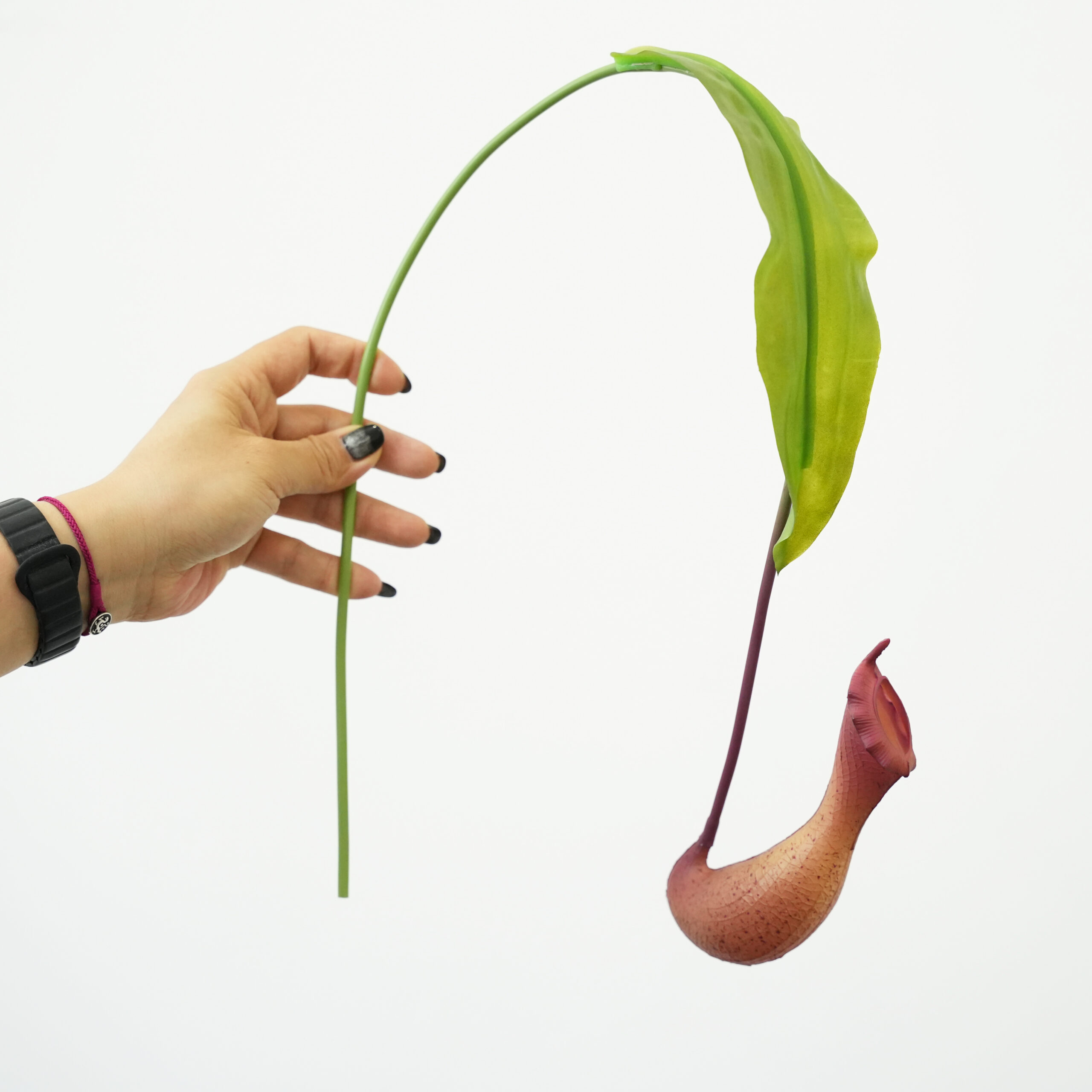  Artificial Pitcher Plants