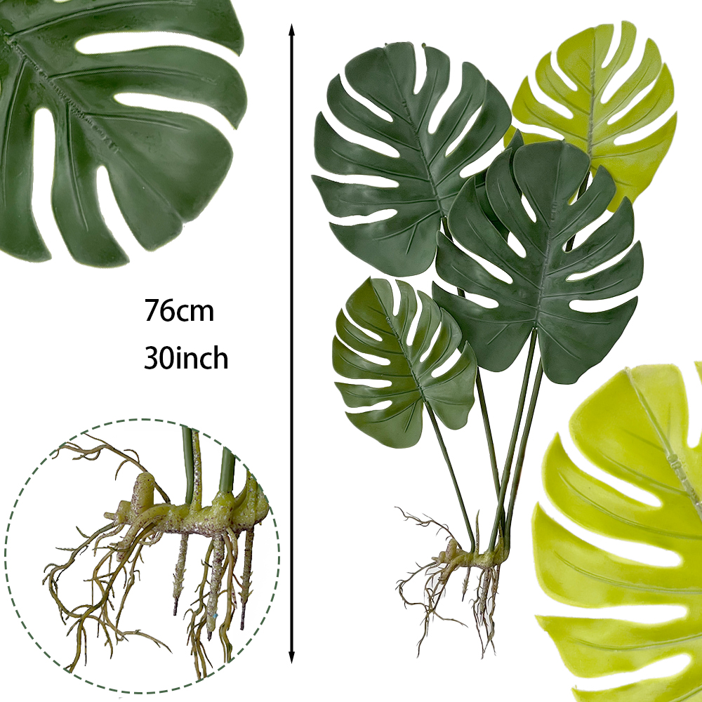 Plant Turtle-back Leaf