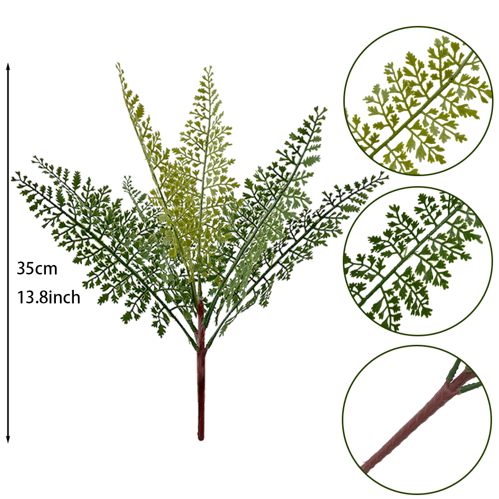Adiantum aquatic