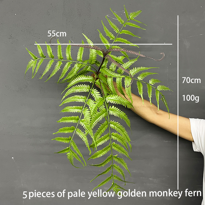 golden monkey head fern