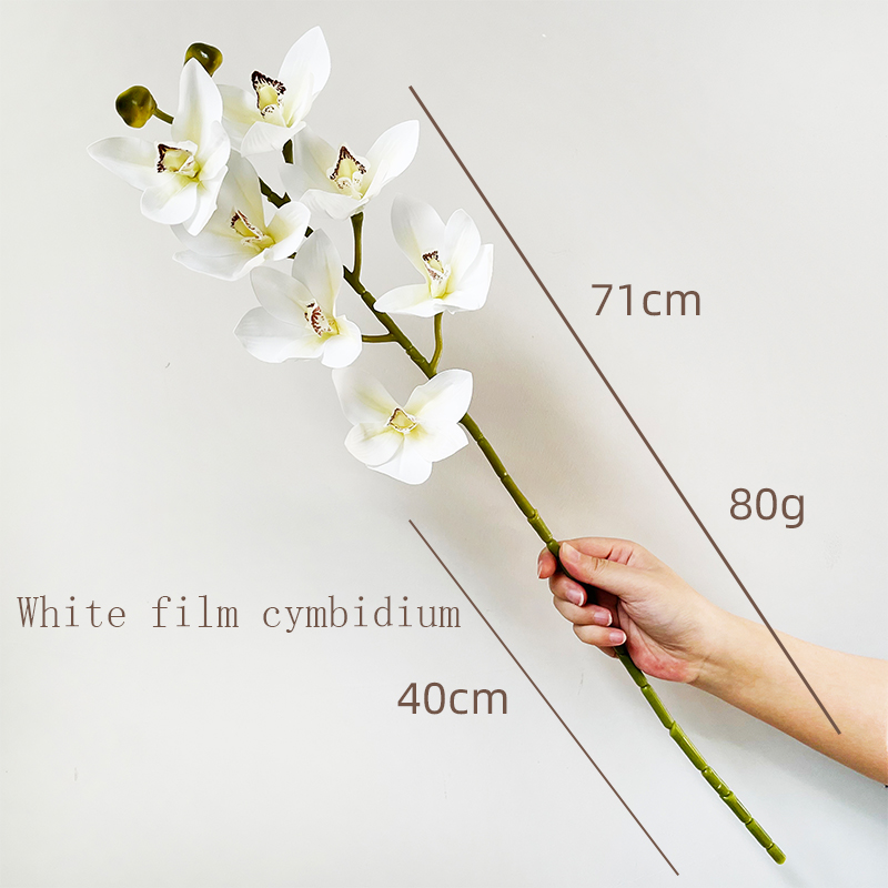 Simulation Cymbidium