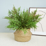 Simulation Fern Leaf