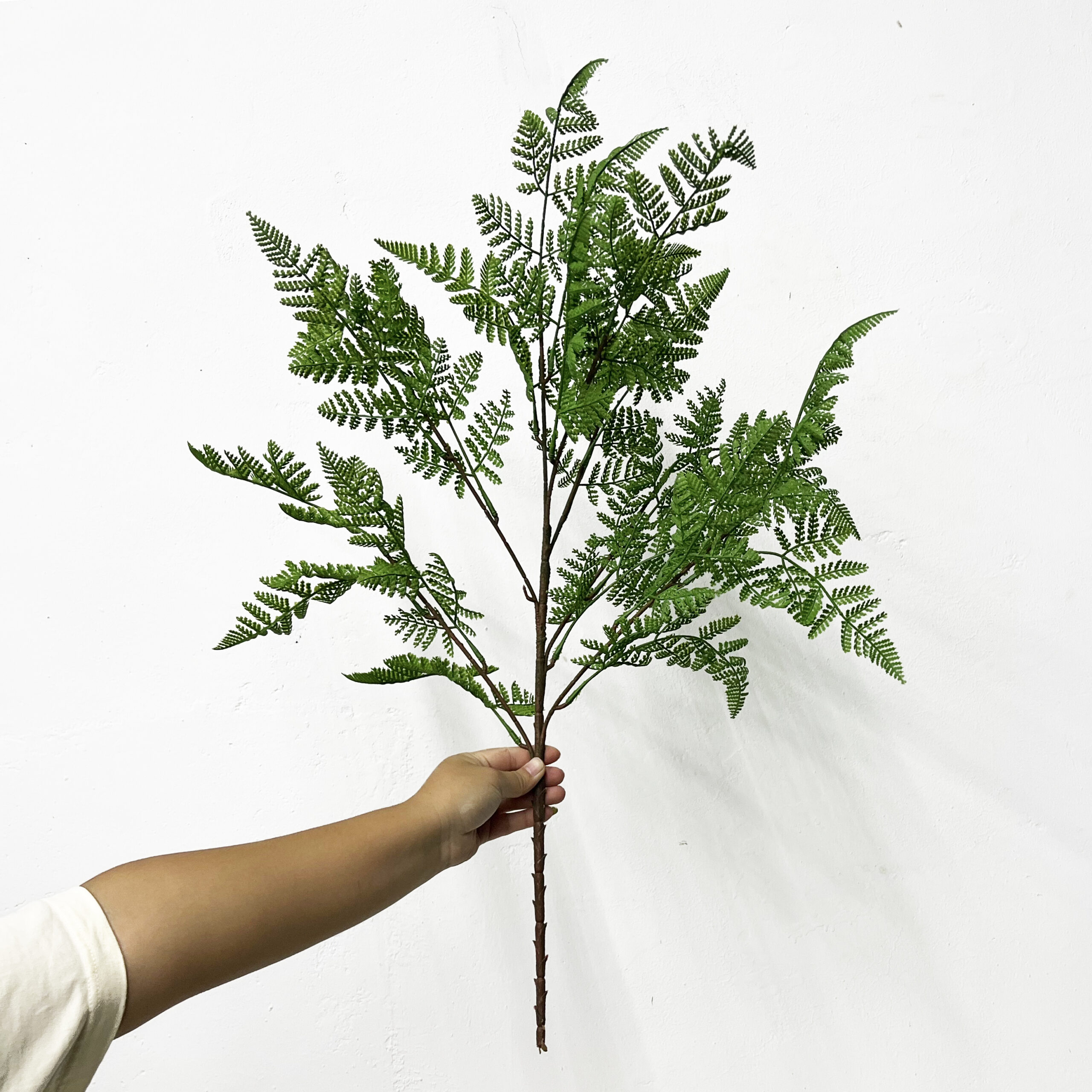 Simulation Fern Leaf