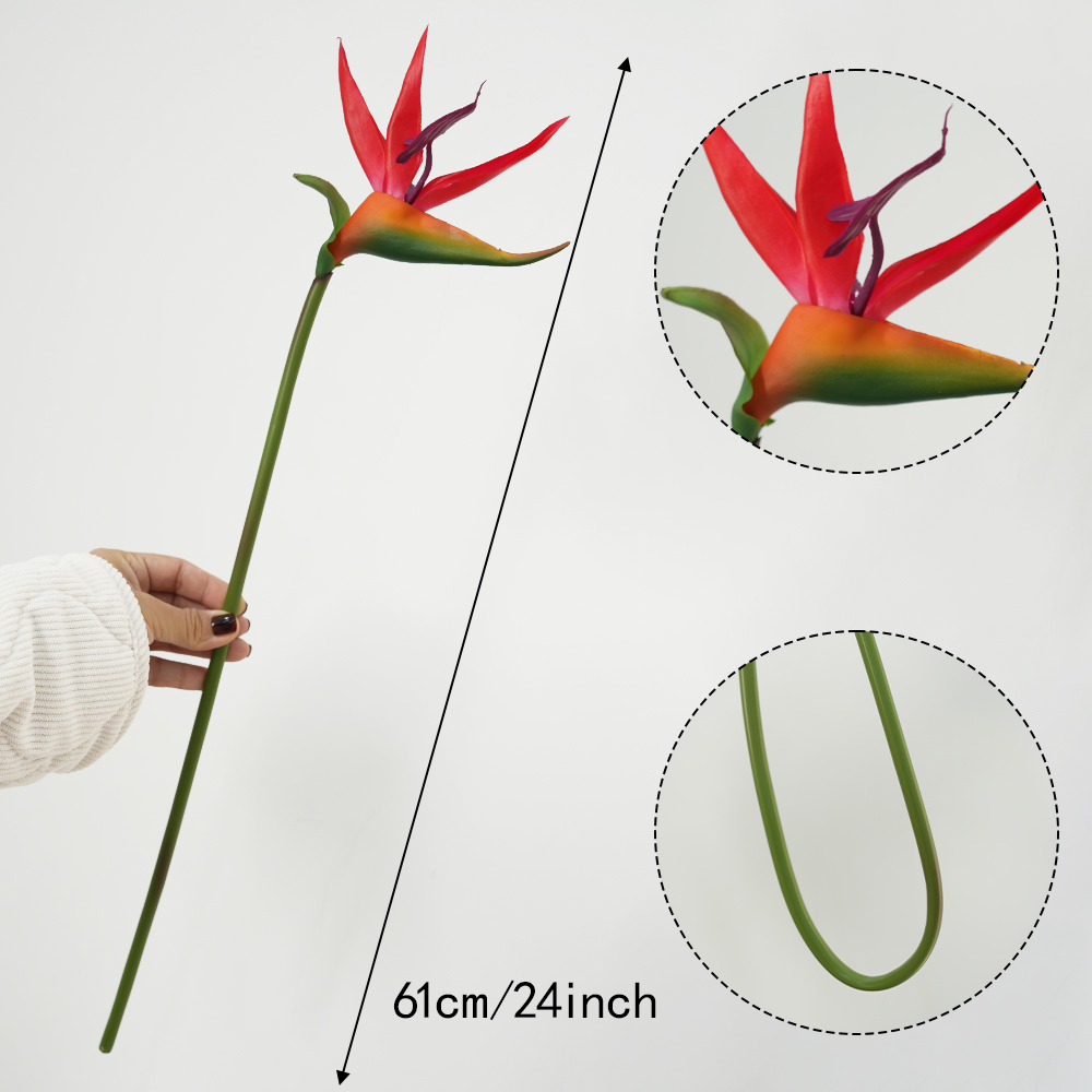 Bird of Paradise