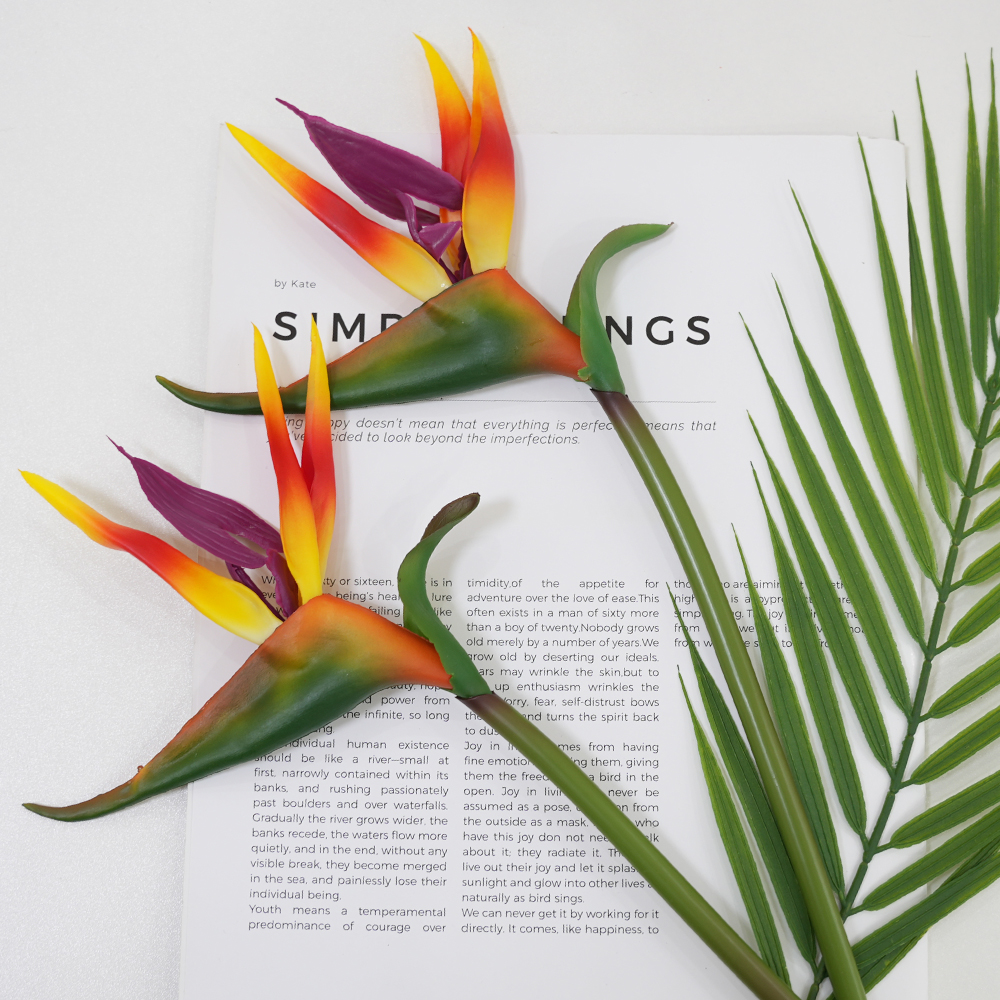 10 Bird of Paradise