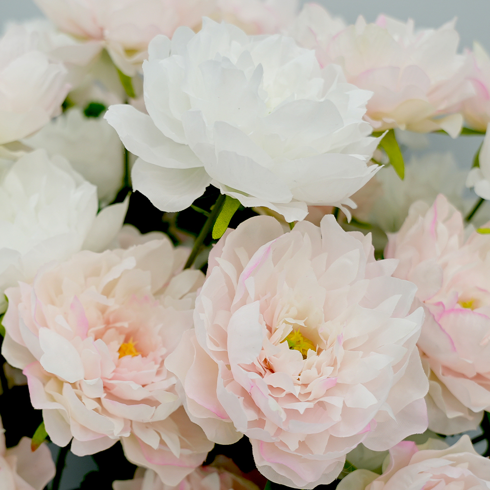 3-Head Peony