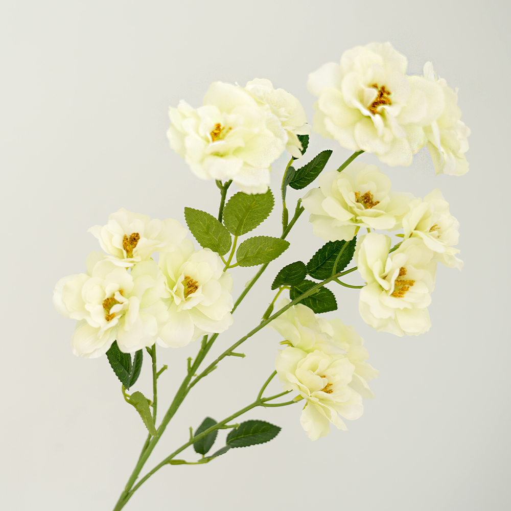 Camellia