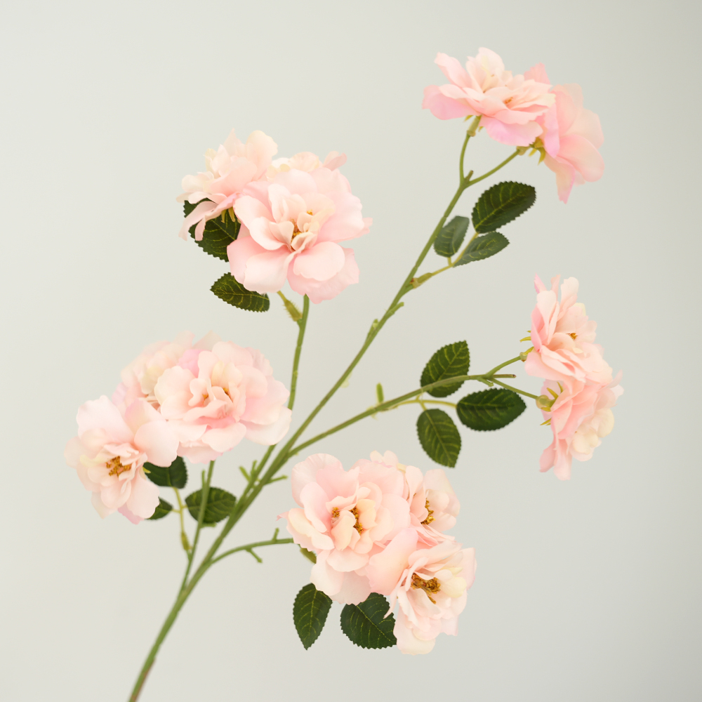 Camellia