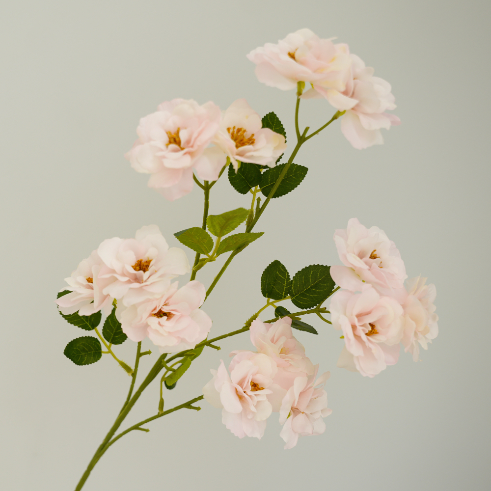Camellia