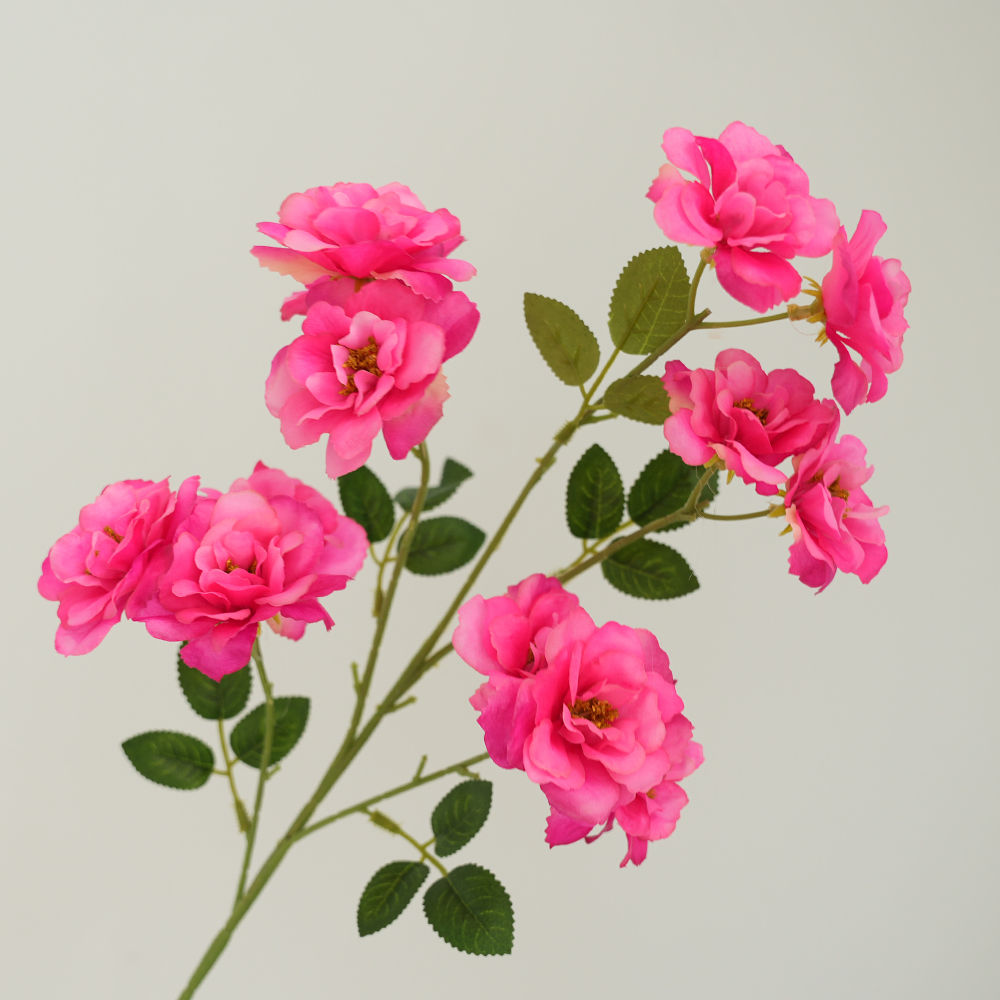 Camellia