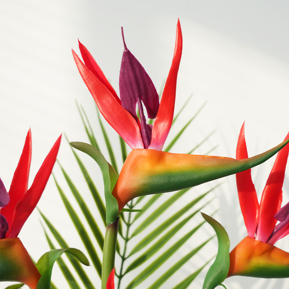 Bird of Paradise