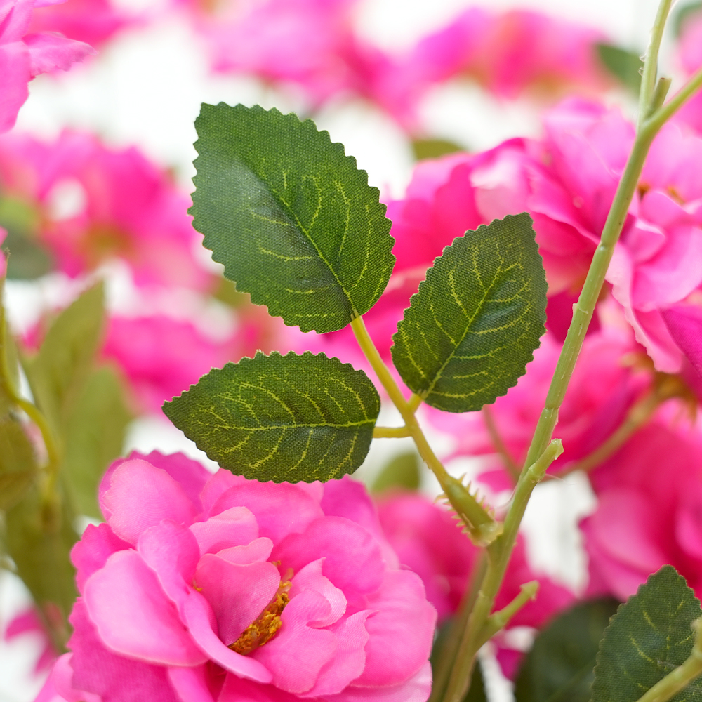 Camellia